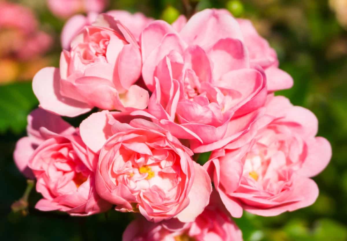 Polyantha roses are the perfect garden centerpiece.