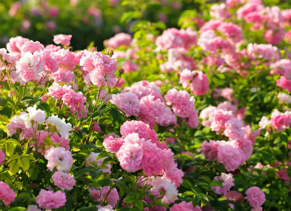 No matter what variety of rose bush, they all need a lot of sun.