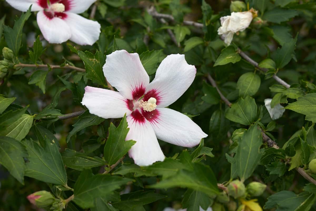 Rose of Sharon bushes have large flowers.