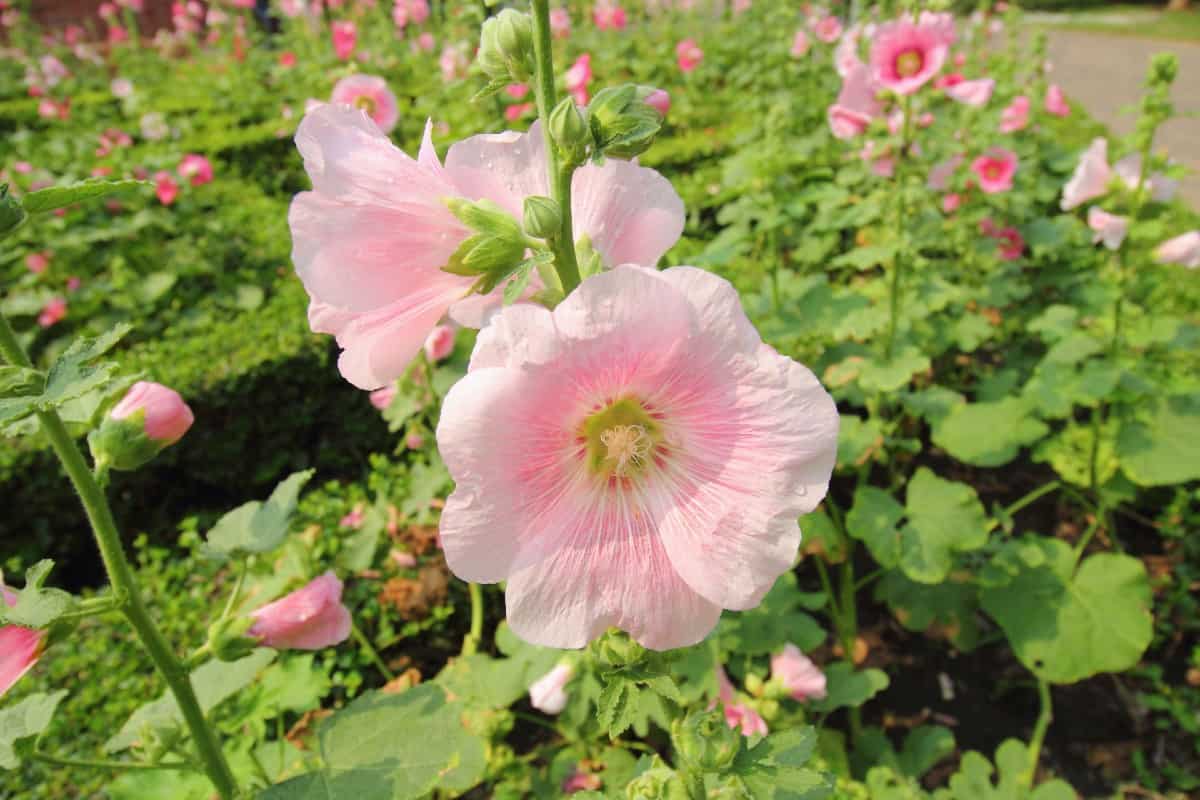 Rose of Sharon is a type of hibiscus.