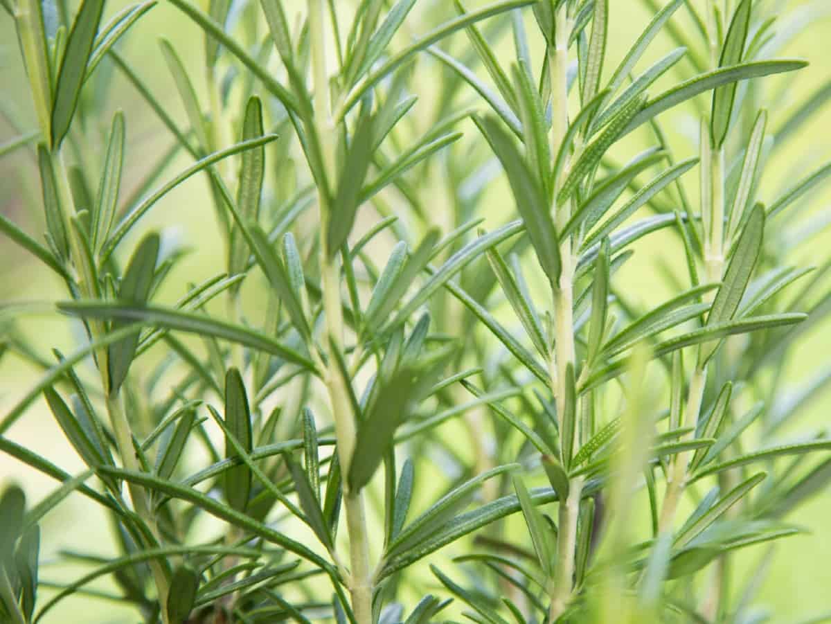 Rosemary is a prolific grower and requires periodic pruning.