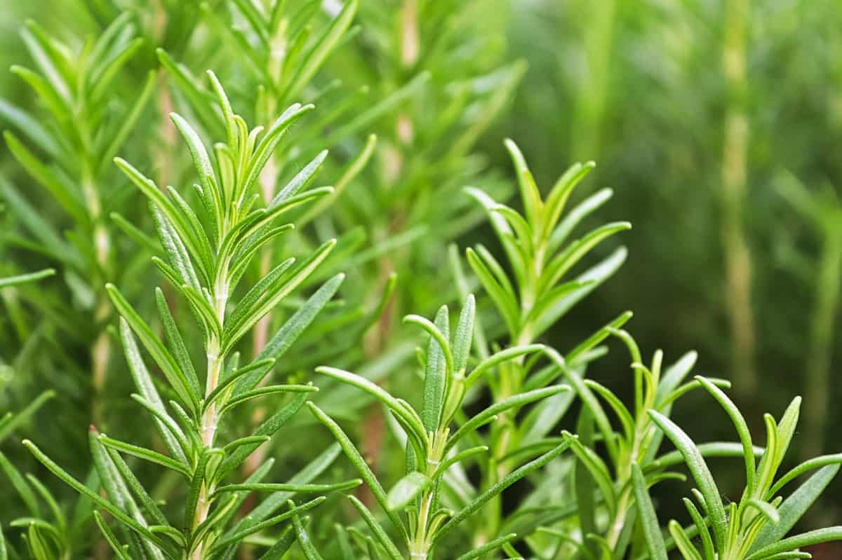 Rosemary is a tall herb with narrow leaves.