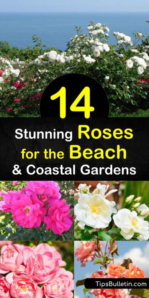 If you live on the New England or West Coast you can source up your garden with various rugosa rose cultivators. Not all roses withstand salt spray and harsh winds prone to coastal regions, but Beach Rose, Flower Carpet Rose, and Knockout Roses do just that. #beachroses #coastalgarden #roses #beach