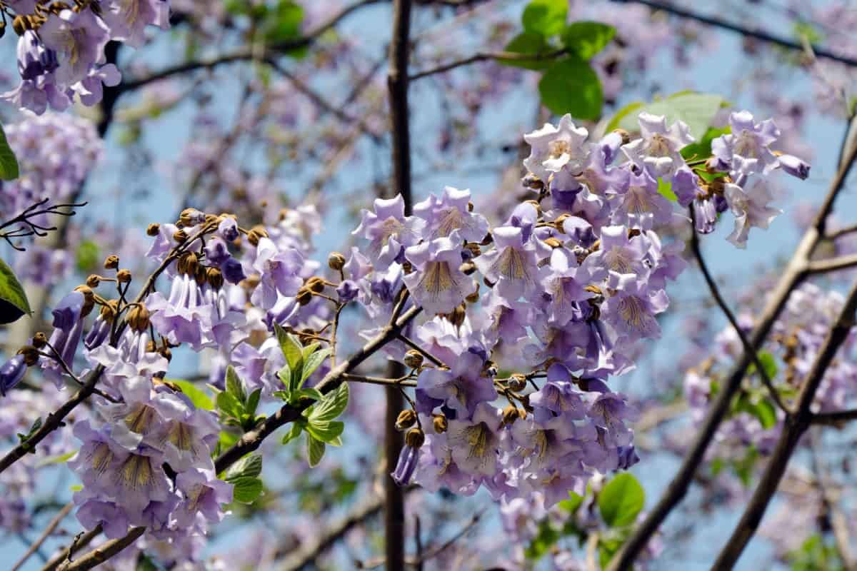 The royal empress is a gorgeous tree that is highly invasive.