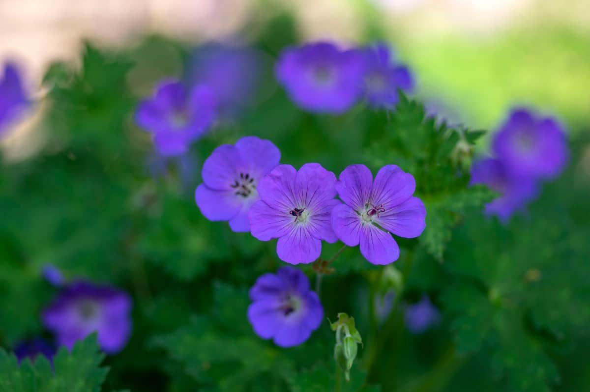 Rozanne geraniums can bloom for up to six months.