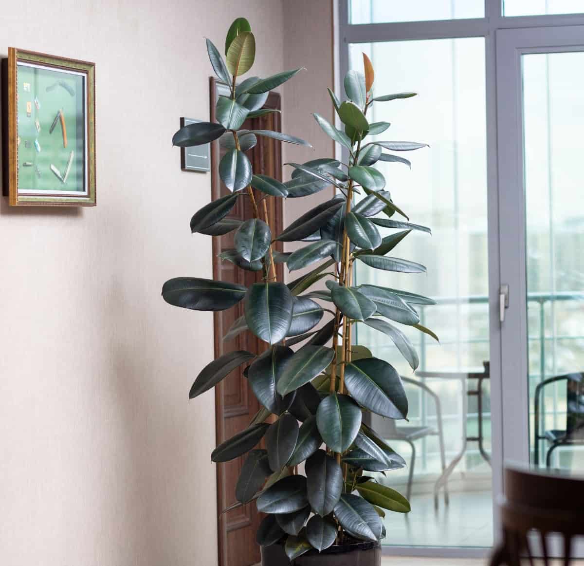 Rubber plants can grow up to ten feet tall.