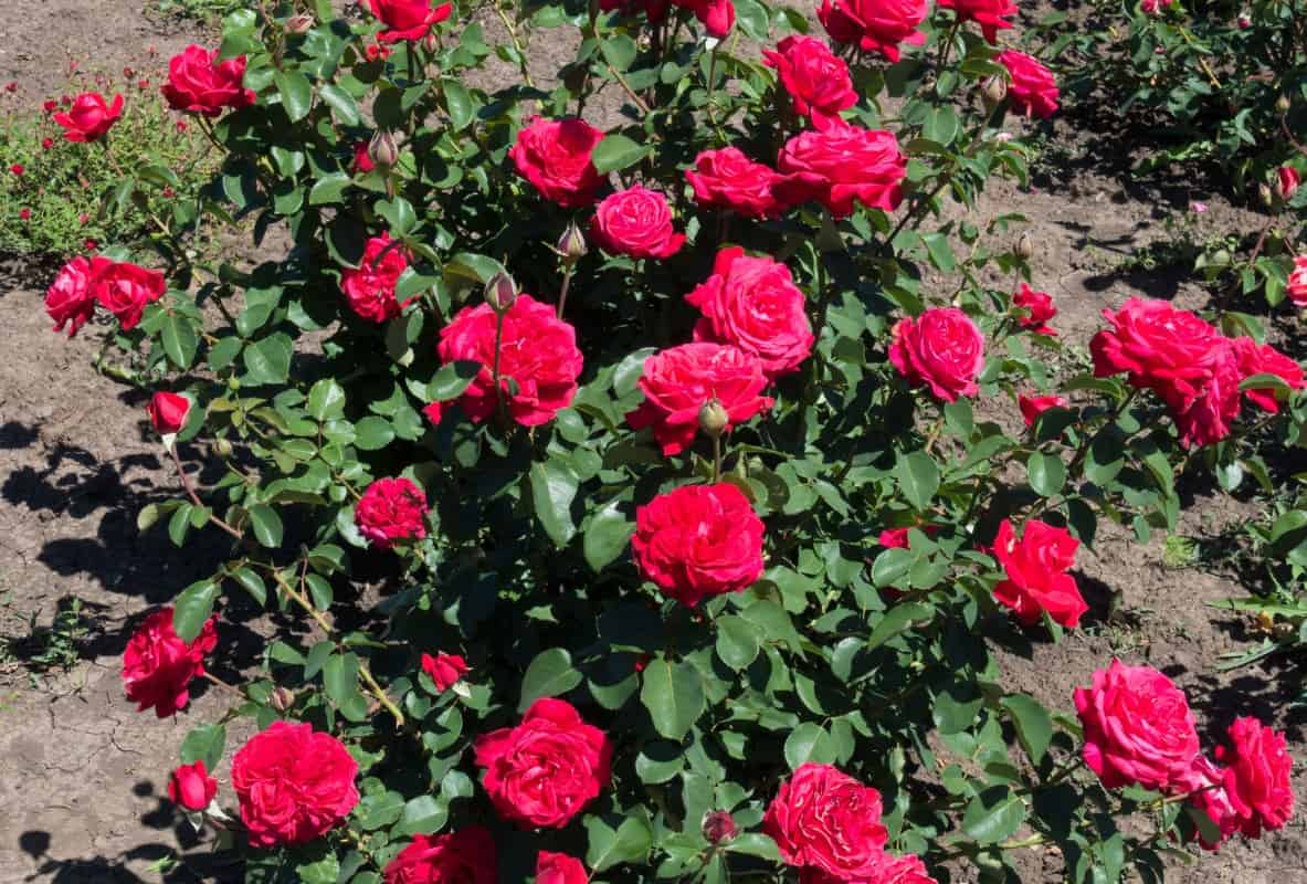 Ruby red miniature roses are the perfect edging for a flower bed.