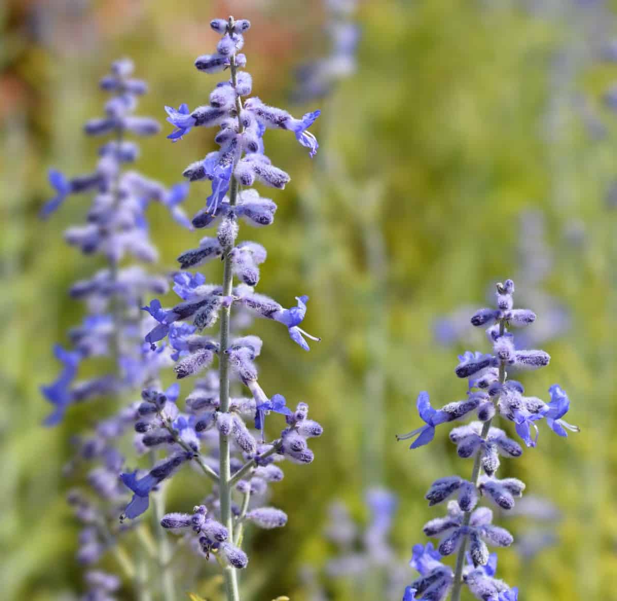 Russian sage is known for its silvery foliage as well as its flowers.