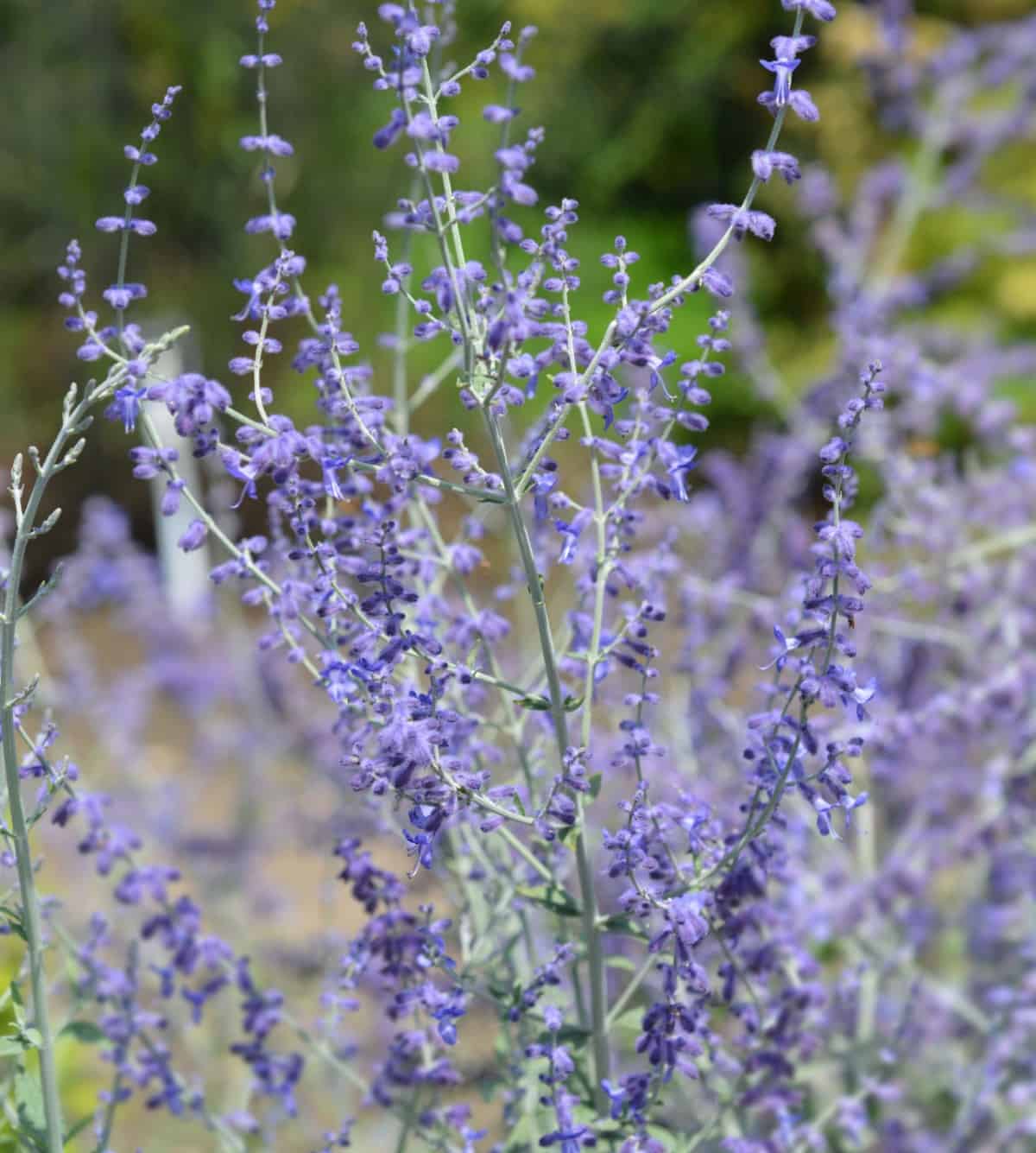 Russian sage thrives in the poorest soil conditions.