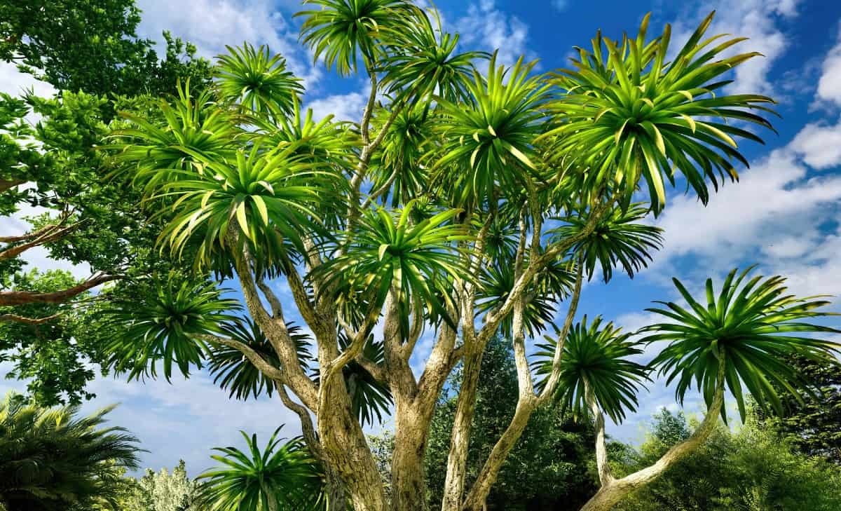 New sabal palm leaves are often used in salads.