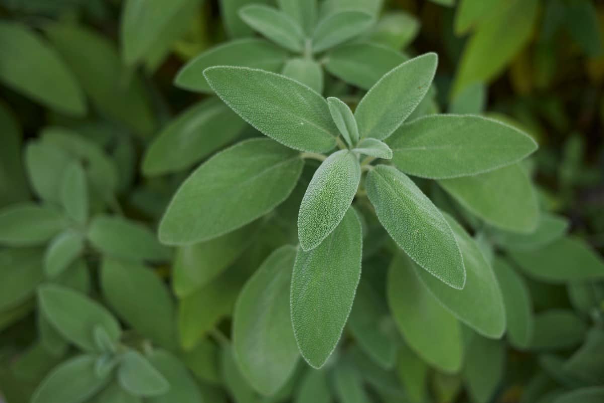 Sage is a must-have ingredient for stuffing.