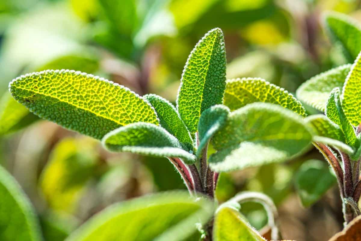 Sage is a perennial herb with flowers pollinators love.
