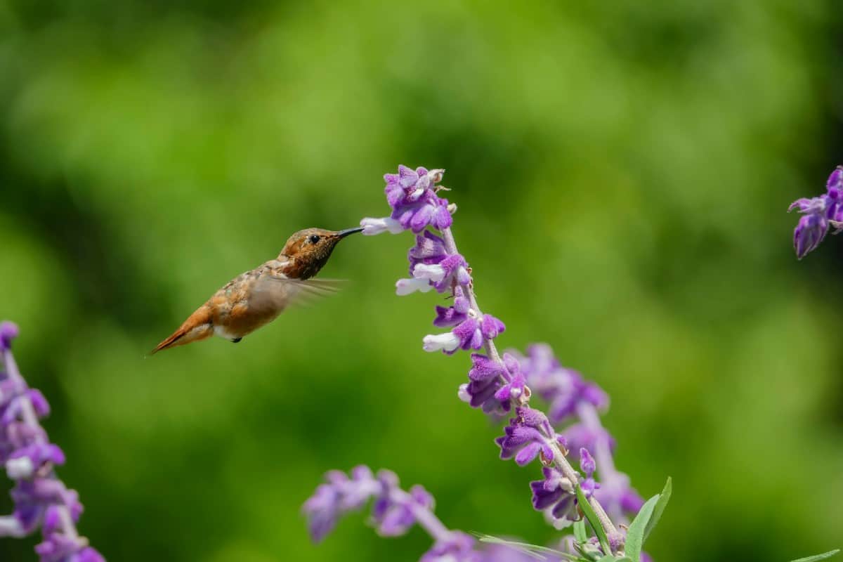 Hummers love the nectar-rich sage flowers.