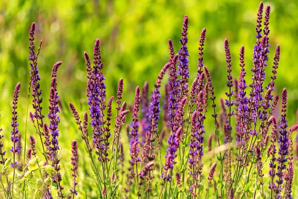 All kinds of pollinators love salvia.