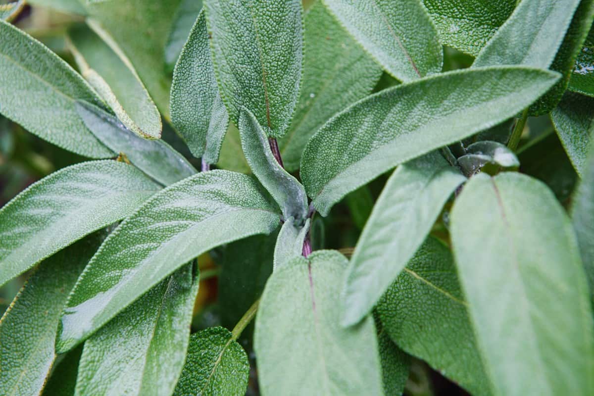 Salvia comes in many varieties but all are drought-tolerant.