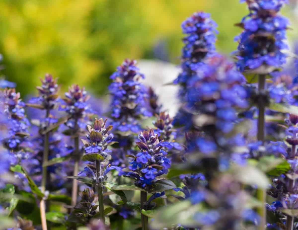 Salvia is a long-blooming perennial.