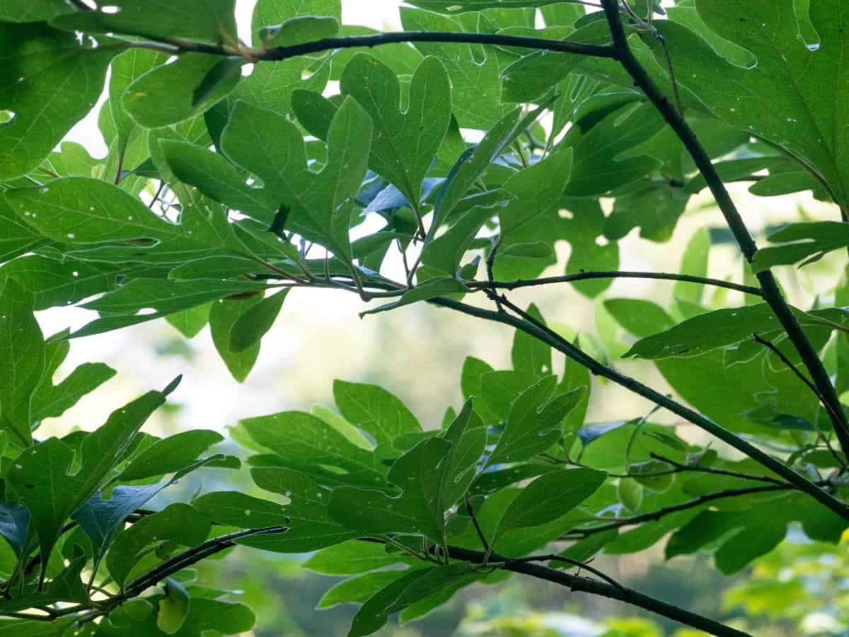 Sassafras leaves look like mittens.