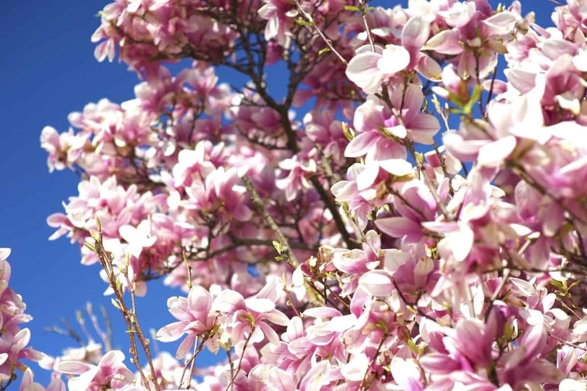 Saucer magnolias are just the right sized trees for small yards.