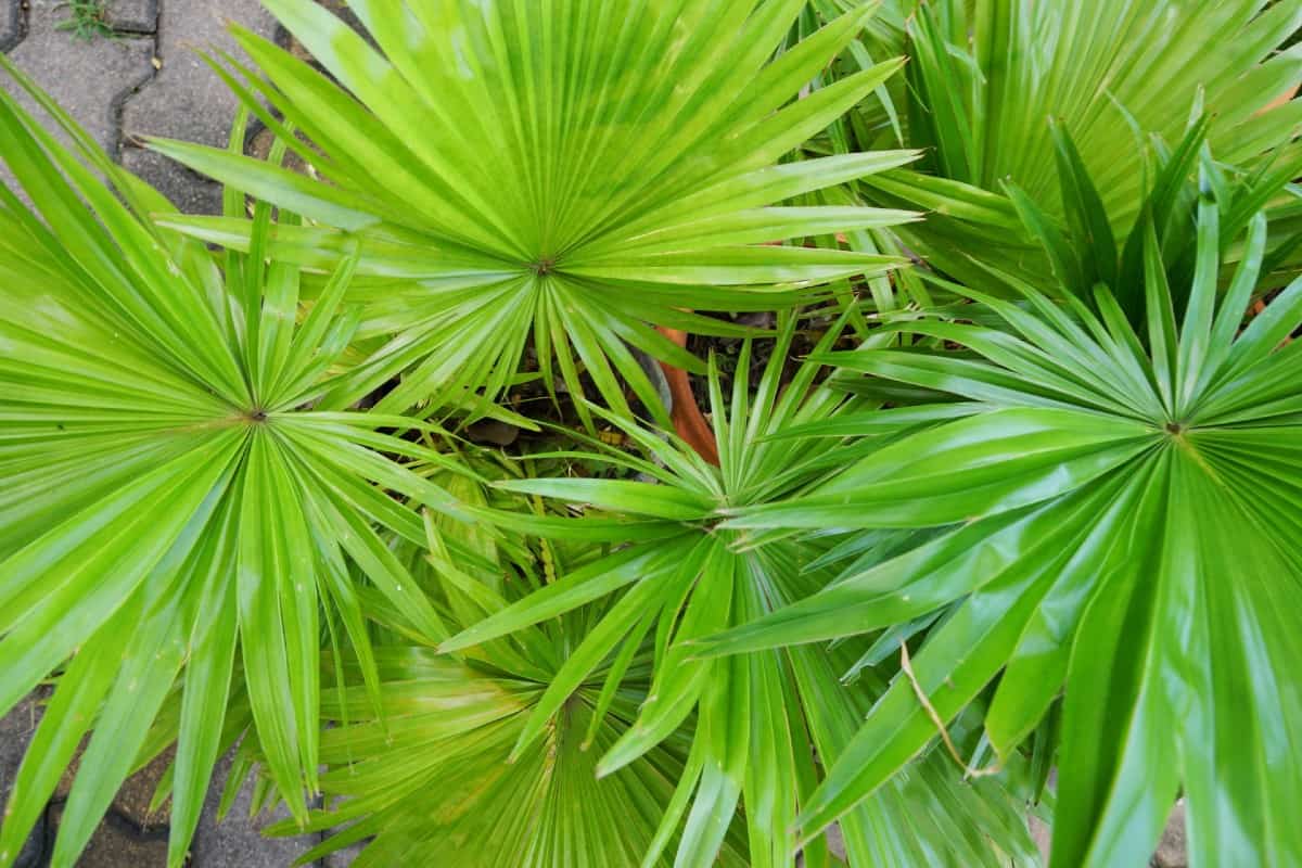 Saw palmettos can grow up to 20 feet wide.