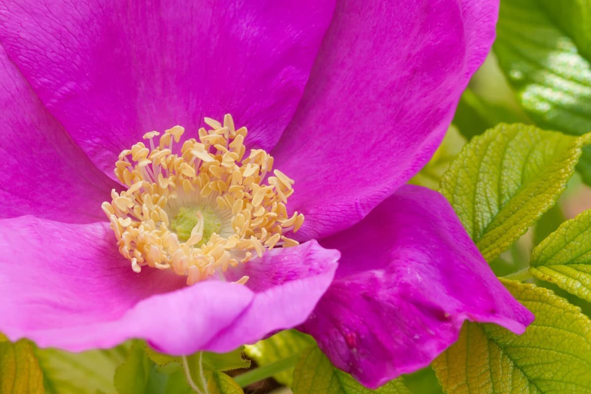 Scabrosa roses have huge blossoms.