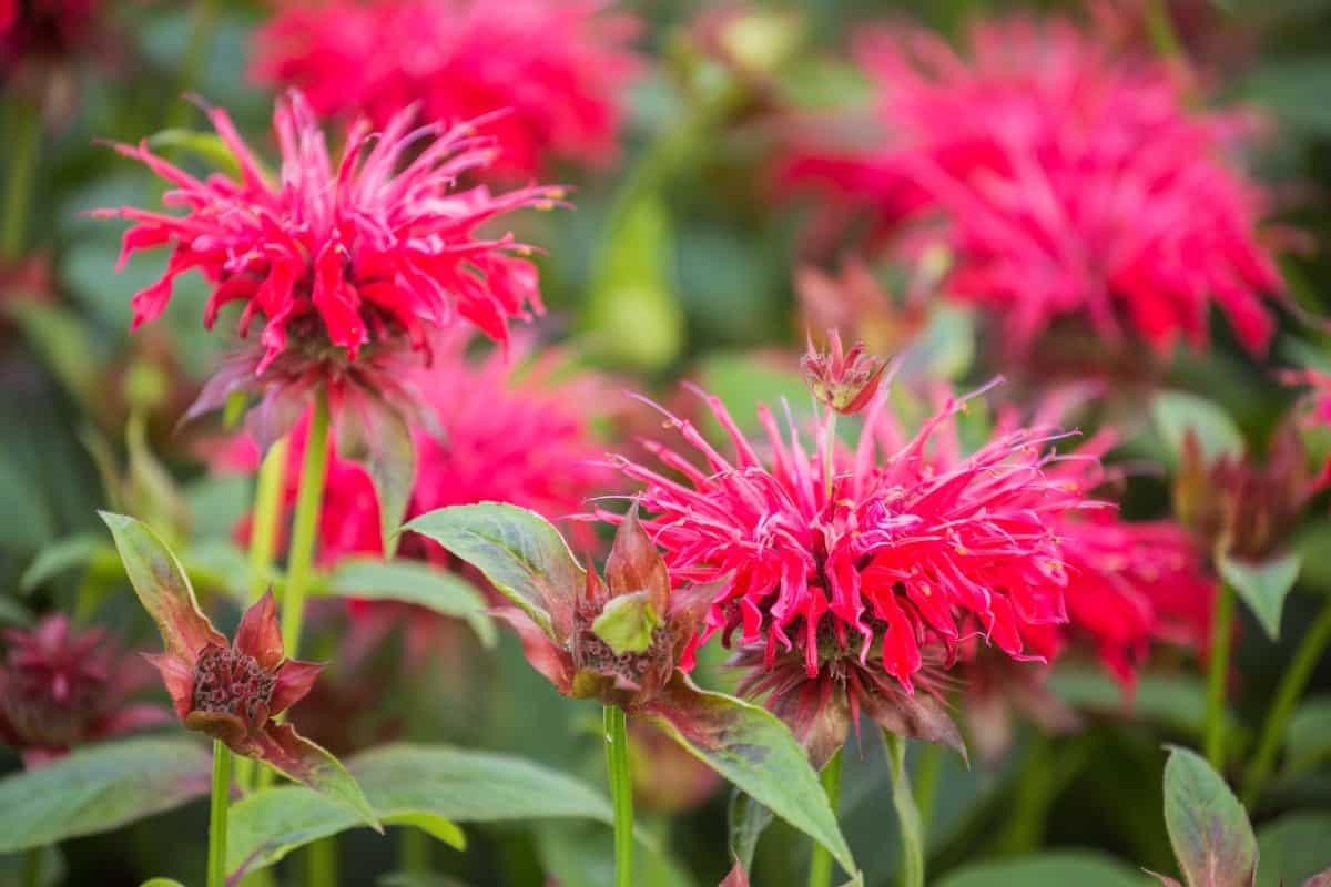 Butterflies, hummingbirds, and other pollinators love scarlet bee balm.