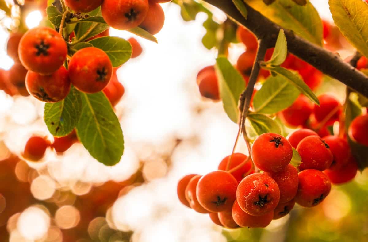 The scarlet firethorn has edible berries.