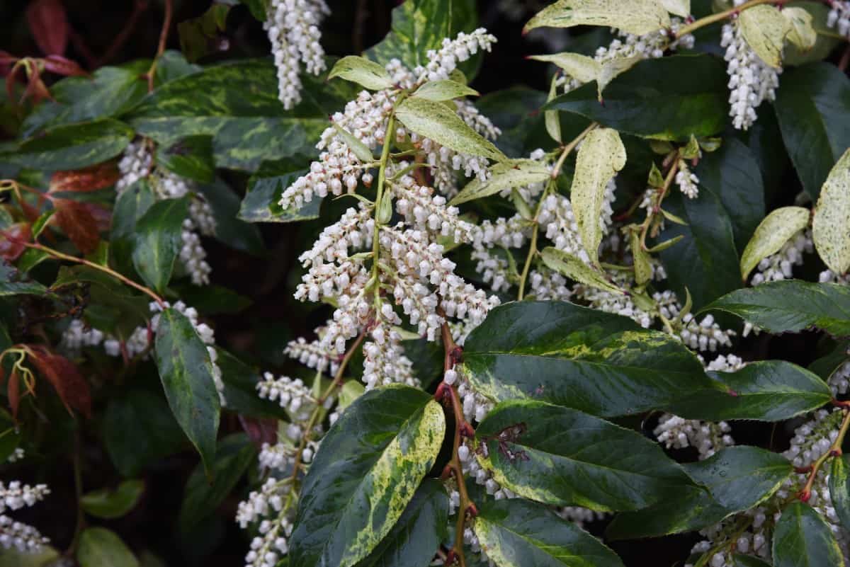 Scarletta fetterbush is an evergreen shrub that loves wet soil conditions.