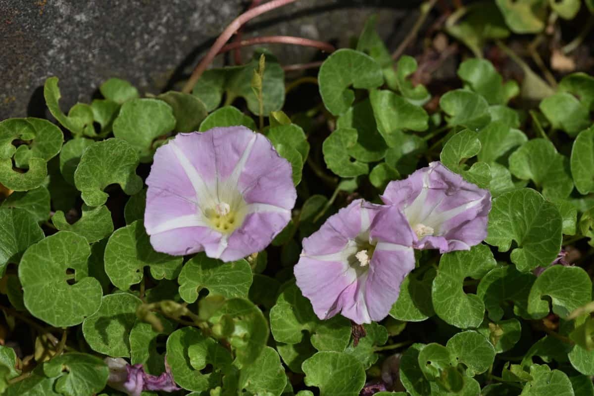 Sea bindweed is noted for its fleshy stems.