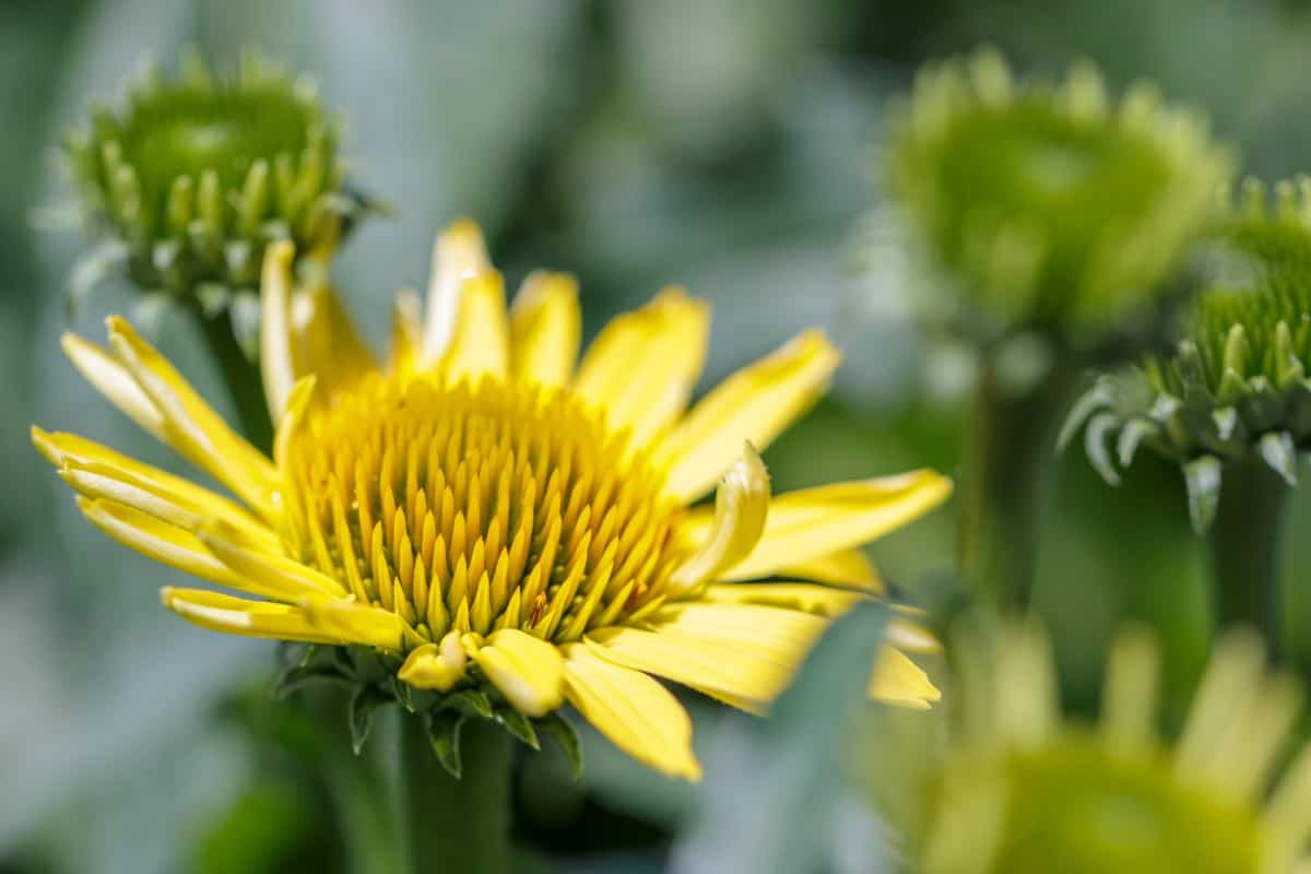 The sea oxeye daisy is a vine with pretty yellow flowers.