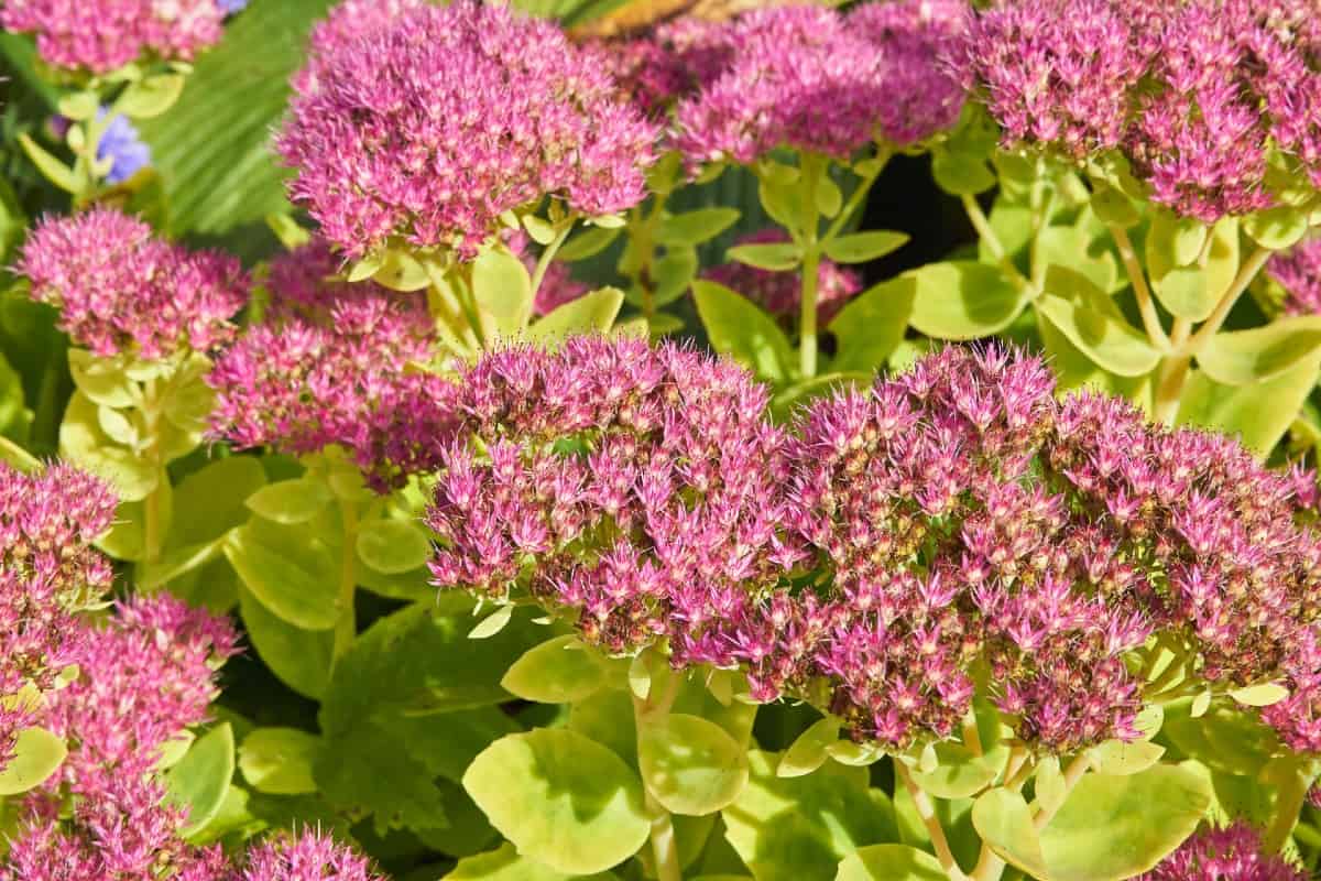 Sedum or stonecrop makes an excellent ground cover plant.