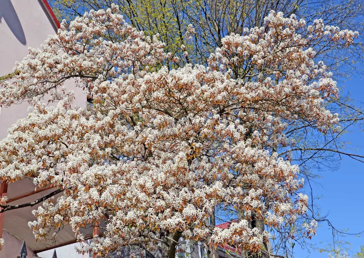 Serviceberry trees have edible berries.