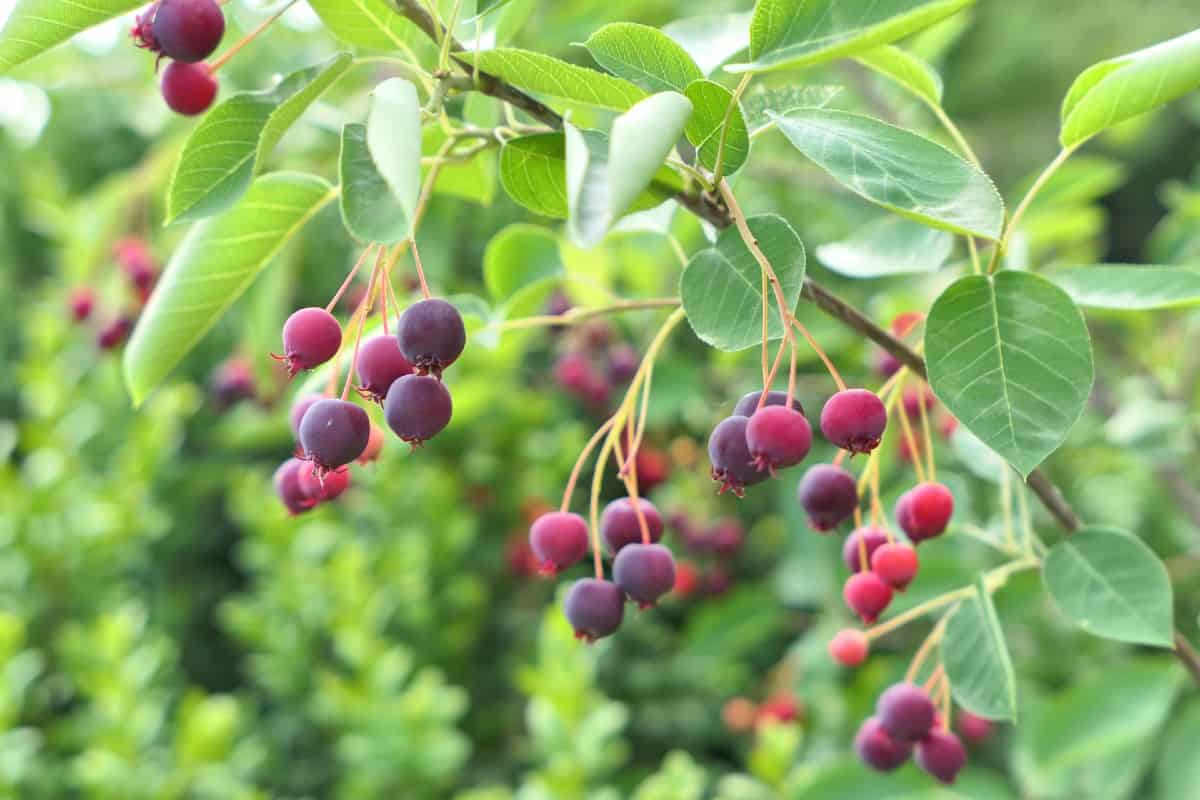 The serviceberry bush appeals to a variety of wildlife.