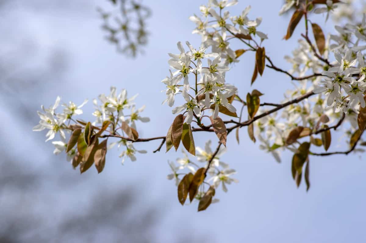 The shadbush is also called serviceberry.