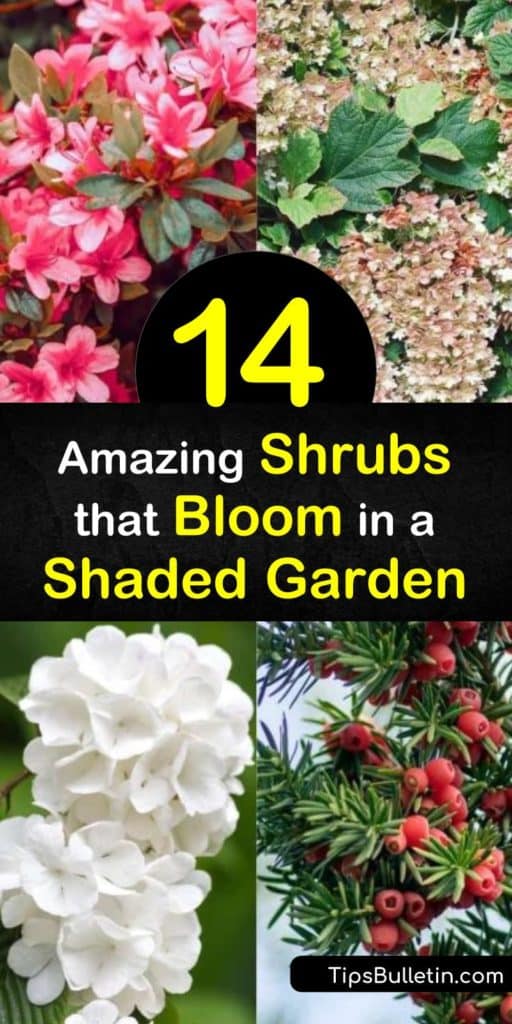 Transform your shady spots with shade loving flowering shrubs, including viburnum, azaleas, and Japanese pieris. Whether you want white flowers or yellow flowers in partial shade to full sun, there is an evergreen shrub out there for you. #shadelovingshrubs #shrubs #shade