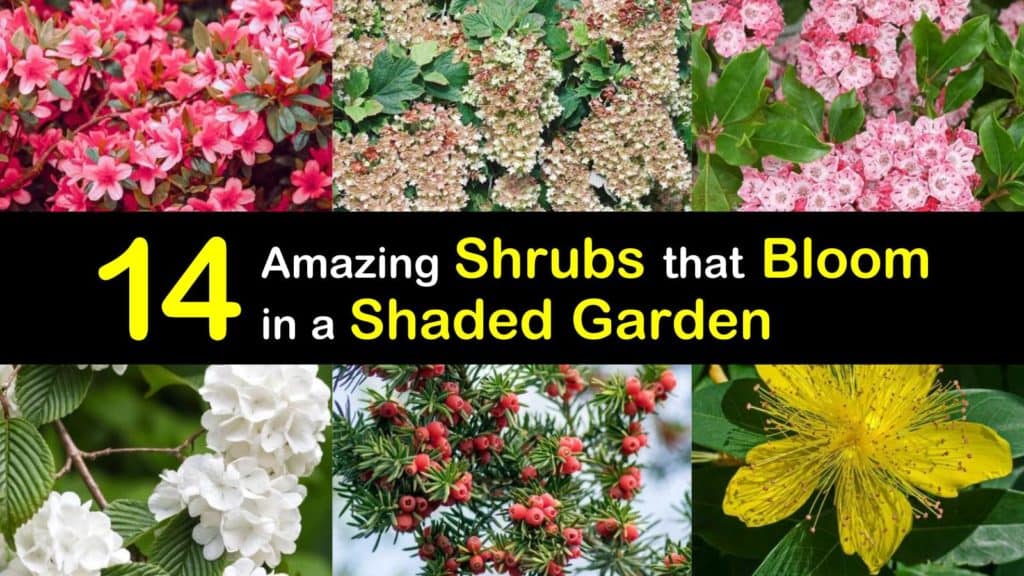 Shade Blooming Shrubs titleimg1