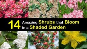 Shade Blooming Shrubs titleimg1