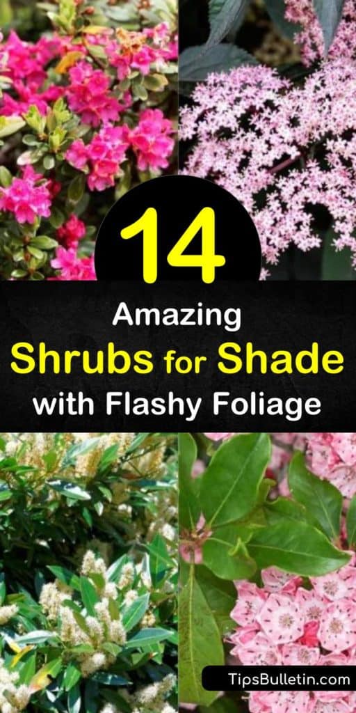 Learn how to find the perfect evergreen shrub for areas with full shade or partial shade. A flowering, evergreen shrub like viburnum or Japanese pieris have stunning pink and white flowers that thrive in any hard-to-grow location that lacks sunlight. #shade #shrubs #foliage