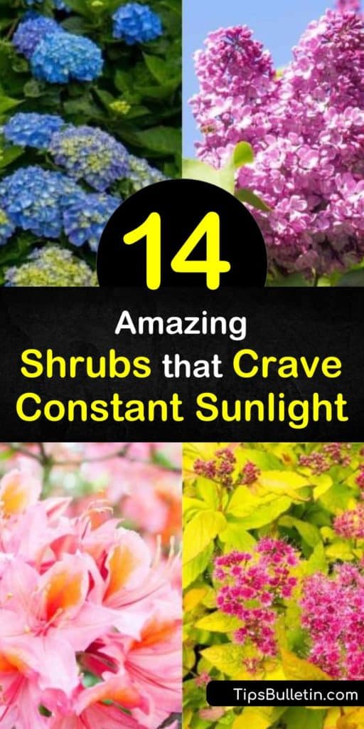 Put your green thumb to use by growing spirea, butterfly bush, hydrangea, and weigela. These characteristic shrubs and bushes enjoy the heat that shines from the late spring to summer and produces colorful white and pink flowers for passersby to envy. #shrubs #full #sun