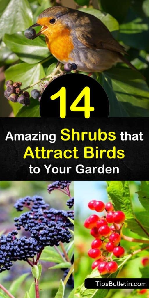 Learn which native shrubs to plant in your garden to attract more bird species like bluebirds, waxwings, woodpeckers, and various songbirds. Our list includes options like wild black berries, serviceberry, sumac, or elderberry food sources. #shrubs #attract #birds #shrubsforbirds