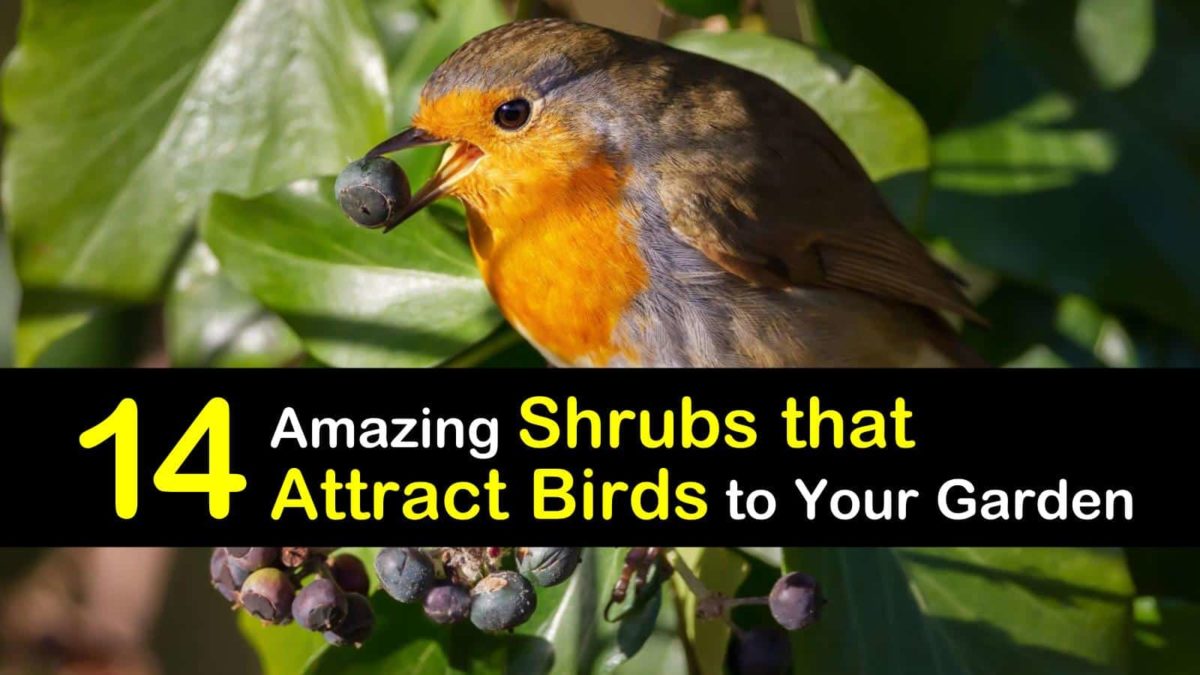 14 Amazing Shrubs that Attract Birds to Your Garden