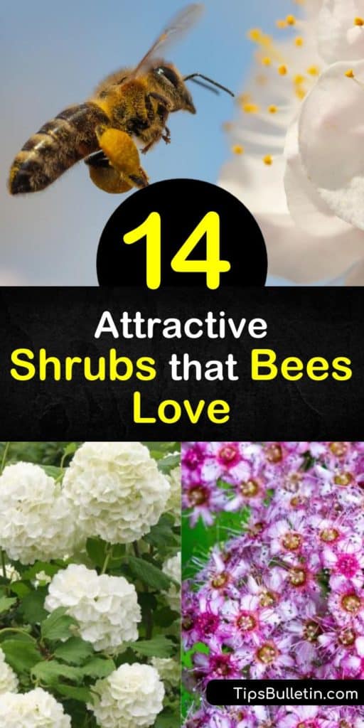 Come learn how to create a landscaped yard that draws in honeybees, solitary bees, hummingbirds, and all other pollinators. Learn how to plant butterfly bush, lilac, viburnum, and other shrubs as a continuous food source for pollinators. #beels #shrubs #shurbsforbees #attractingbees