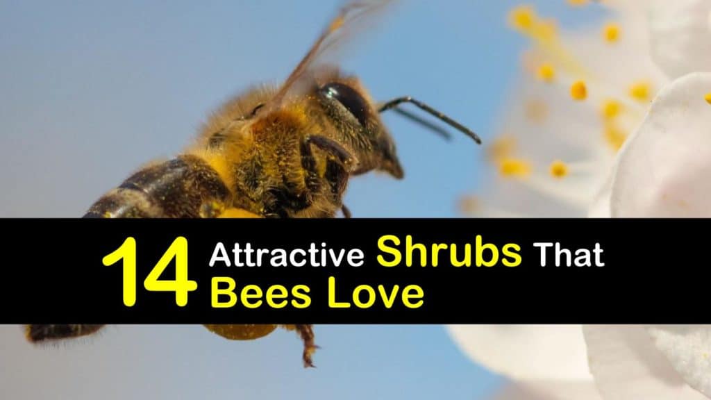 Shrubs that Bees Love titleimg1