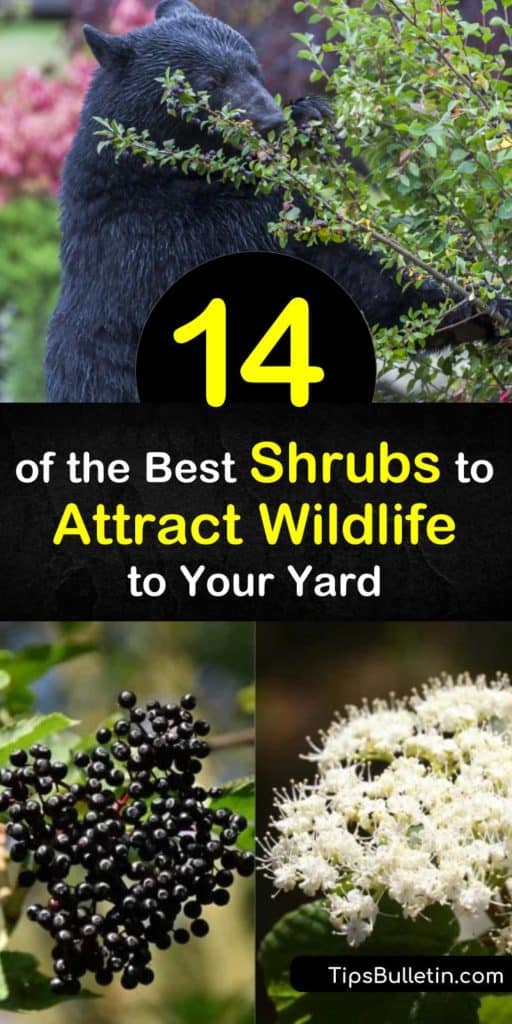 Try these fantastic shrubs to attract wildlife like thrushes, bees, and other beneficial pollinators. Add a mix of non-native and native plants to provide a food source for animals throughout the year. Grow yummy blackberry and elderberry bushes that you can eat, too. #shrubs #attract #wildlife