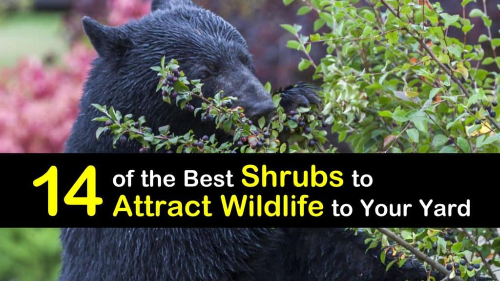 Shrubs to Attract Wildlife titleimg1