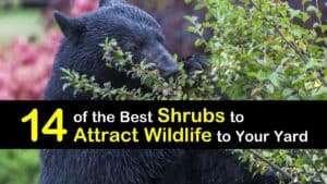 Shrubs to Attract Wildlife titleimg1