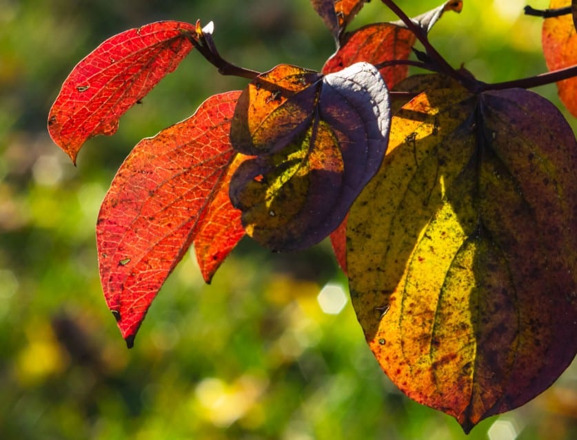 The Siberian dogwood is also called the flowering cherry dogwood.