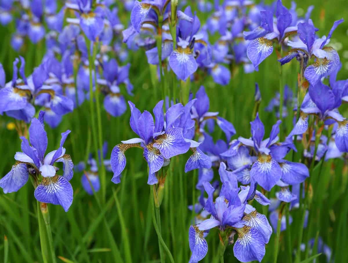 The Siberian iris is a perennial that spreads.