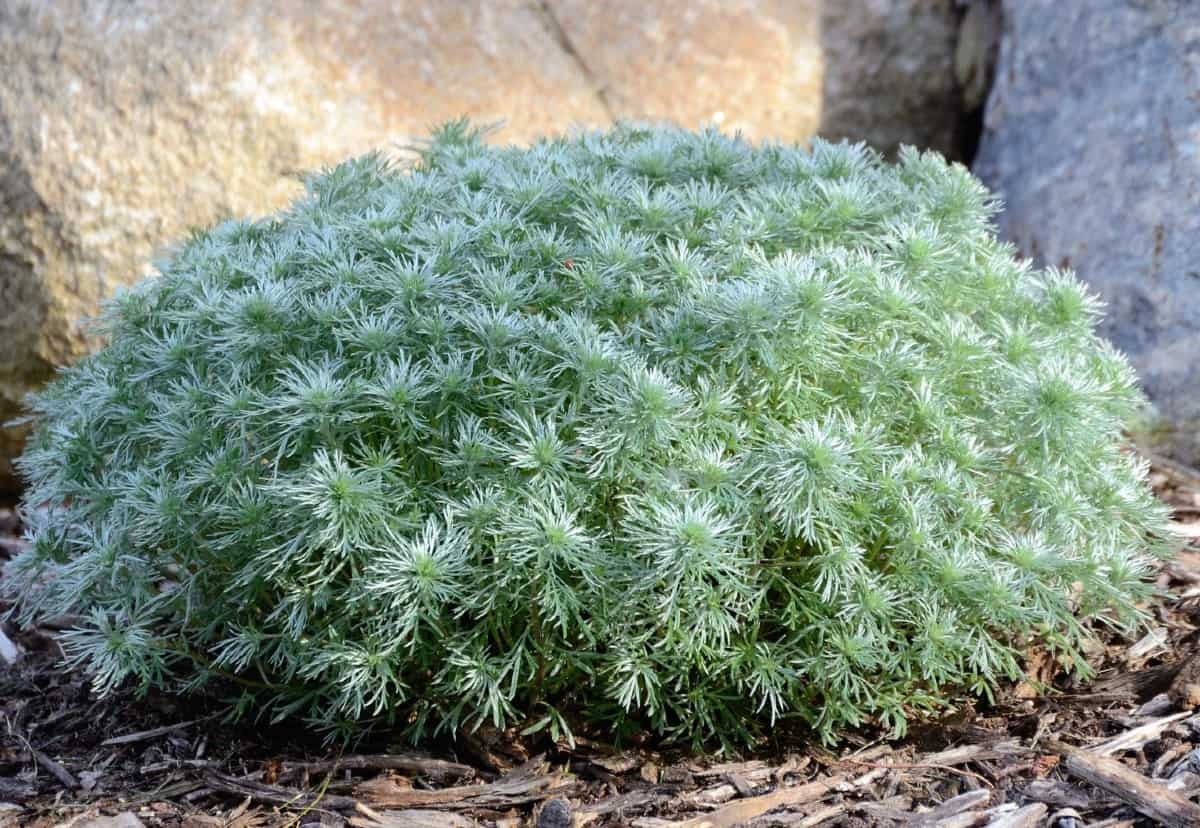 Silver mound wormwood is an attractive pest-resistant ground cover.