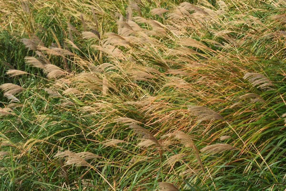 Silvergrass is a popular ornamental grass.