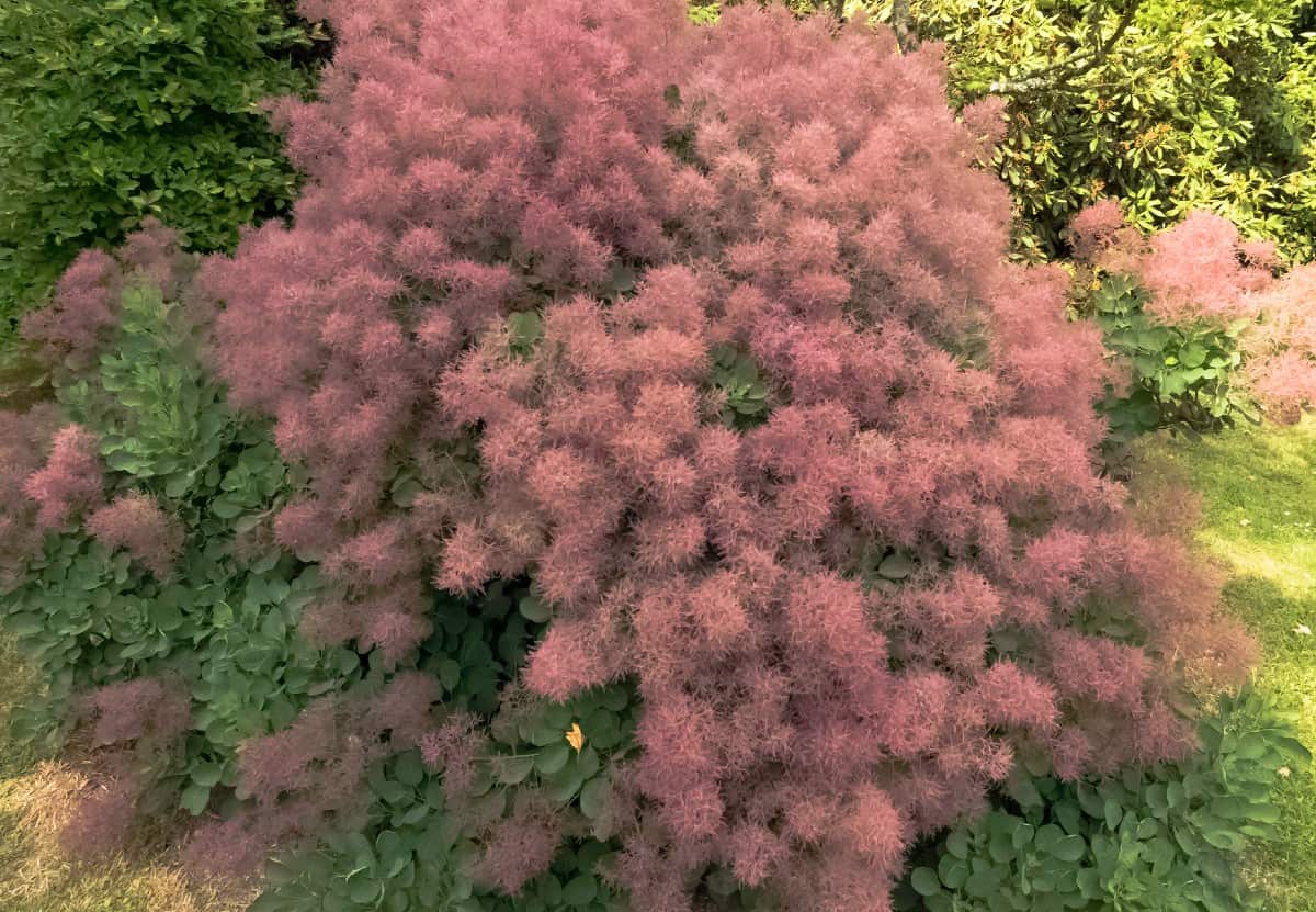 The smoke tree has both unusual color and texture.